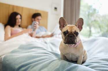 Hund sitzt mit Paar im Bett - CAIF02226