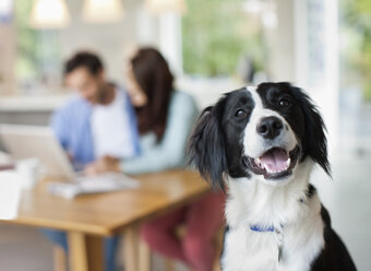 Dog panting in kitchen - CAIF02231