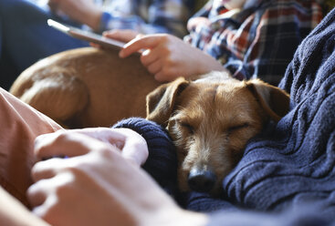 Dog sleeping on owners’ laps - CAIF02438