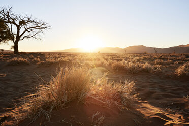 Afrika, Namibia, Namib-Naukluft-Nationalpark, Namib-Wüste, Gräser, Trockenheit, Sonnenuntergang - CVF00204