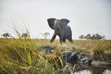 Namibia, Caprivi, Elefantenkuh in Verteidigungshaltung - CVF00217