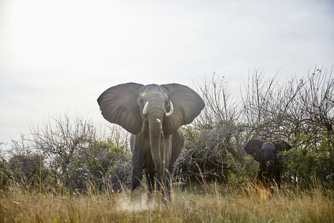 Namibia, Caprivi, Elefantenkuh in Verteidigungshaltung, Jungtier im Hintergrund, lizenzfreies Stockfoto