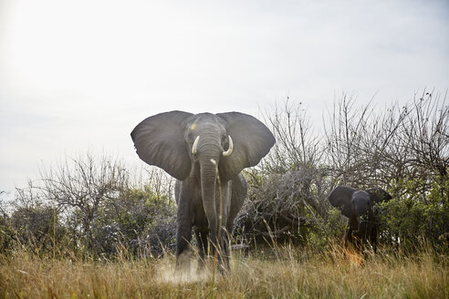 Namibia, Caprivi, Elefantenkuh in Verteidigungshaltung, Jungtier im Hintergrund - CVF00218