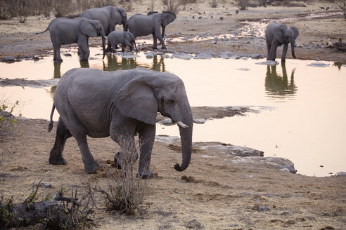 Afrika, Namibia, Etosha-Nationalpark, Afrikanische Elefanten, Loxodonta africana, Jungtier - CVF00219