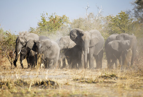 Afrika, Namibia, Caprivi, Afrikanische Elefanten wirbeln Staub auf - CVF00221