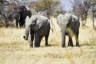 Afrika, Namibia, Etosha-Nationalpark, Afrikanische Elefanten, Loxodonta africana, Jungtiere - CVF00222