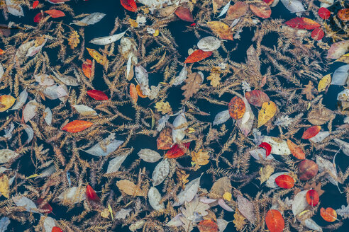 Full frame pattern of autumn leaves - CAIF04148