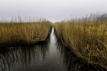 Tranquil grass growing in water, Avnoe, Denmark - CAIF04156