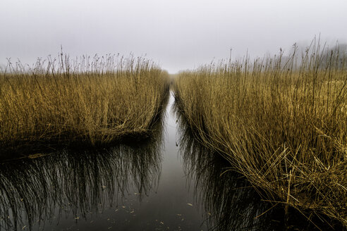 Ruhiges Gras, das im Wasser wächst, Avnoe, Dänemark - CAIF04156