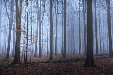 Herbstlaub auf kleinem Baum und Waldboden, Naestved, Dänemark - CAIF04163