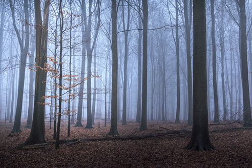 Herbstlaub auf kleinem Baum und Waldboden, Naestved, Dänemark - CAIF04163