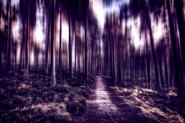 United Kingdom, Scotland, Highlands, Cairngorms National Park, in the woods, blurred - SMAF00956