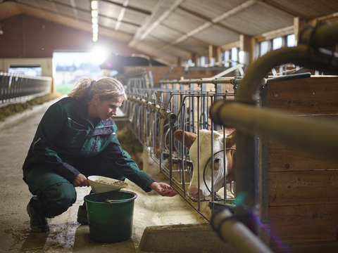 Bäuerin füttert Kalb im Stall auf einem Bauernhof, lizenzfreies Stockfoto