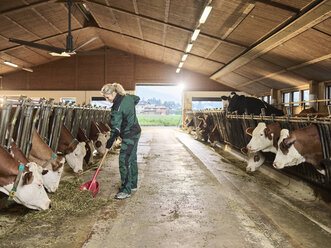 Lächelnde Bäuerin beim Füttern der Kühe im Stall auf einem Bauernhof - CVF00248