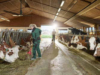 Smiling female farmer feeding cows in stable on a farm - CVF00254