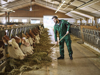 Landwirt füttert Kühe im Stall auf einem Bauernhof - CVF00255