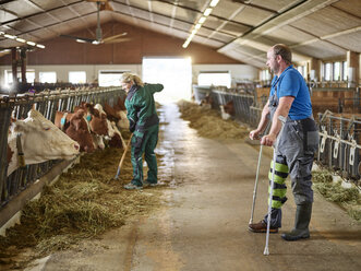 Landwirt auf Krücken beobachtet Frau beim Füttern der Kühe im Stall auf einem Bauernhof - CVF00257