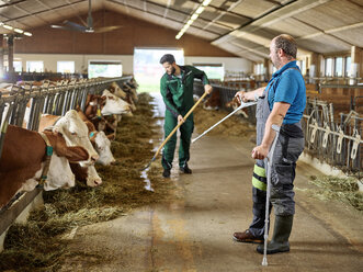 Landwirt auf Krücken führt Mann beim Füttern der Kühe im Stall auf einem Bauernhof - CVF00259