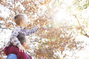 Father carrying son on shoulders reaching for autumn leaves - HOXF00557