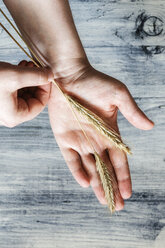 Two rye ears on man's palm - EVGF03281