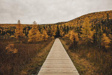 Kanada, British Columbia, Liard River Hot Springs Provincial Park, Holzsteg im Herbst - GUSF00365