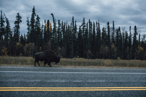 Kanada, Britisch-Kolumbien, Nördliche Rocky Mountains, Alaska Highway, Bisons laufen an der Straße, lizenzfreies Stockfoto