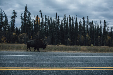 Kanada, Britisch-Kolumbien, Nördliche Rocky Mountains, Alaska Highway, Bisons laufen an der Straße - GUSF00367