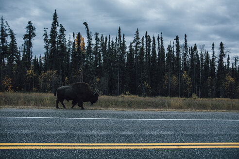 Canada, British Columbia, Northern Rockies, Alaska Highway, bison walking at the road - GUSF00367