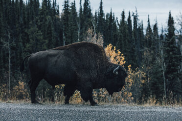 Kanada, Britisch-Kolumbien, Nördliche Rocky Mountains, Alaska Highway, Bisons laufen an der Straße - GUSF00368