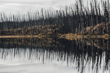 Canada, British Columbia, deadwood after forest fire - GUSF00369