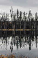 Canada, British Columbia, deadwood after forest fire - GUSF00370