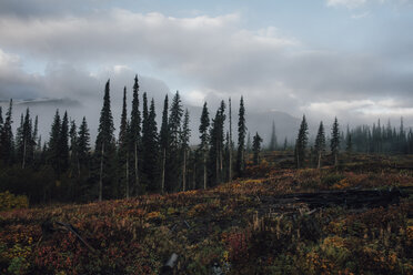 Kanada, British Columbia, Kitimat-Stikine A, Wald im Herbst - GUSF00384