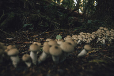 Canada, British Columbia, Cape Scott Provincial Park, wild mushrooms - GUSF00400