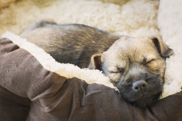 Nahaufnahme schlafender Hundewelpe im Hundebett - HOXF01420