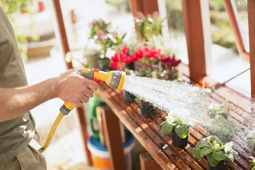 Mann bei der Gartenarbeit bewässert Topfpflanzen mit Schlauchspritze im Gewächshaus - HOXF02683