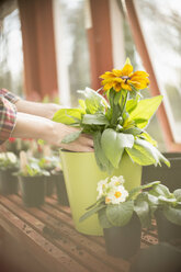 Frau bei der Gartenarbeit, die Blumen in einen Blumentopf im Gewächshaus eintopft - HOXF02684