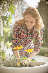 Frau pflanzt Blumen in Blumentopf - HOXF03095