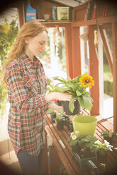 Woman gardening potting flowers in greenhouse - HOXF03132