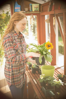 Frau bei der Gartenarbeit, die Blumen im Gewächshaus eintopft - HOXF03132
