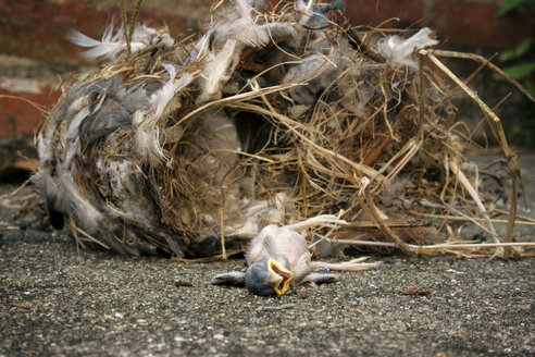 Nahaufnahme eines toten Vogels mit abgestürztem Nest auf der Straße - CAVF00003