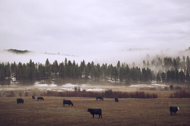 Rinder auf dem Feld gegen den Himmel bei nebligem Wetter - CAVF00099