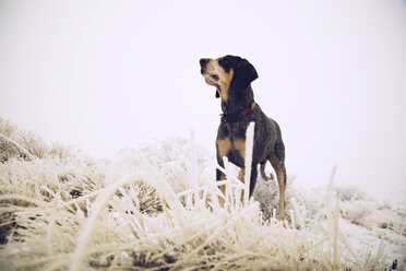 Schwarzer Hund inmitten von gefrorenem Gras auf einem Feld stehend - CAVF00103