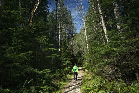 Rückansicht eines Wanderers auf einem Weg inmitten von Bäumen im Wald, lizenzfreies Stockfoto