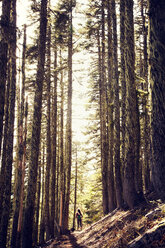 Rear view of female hiker standing on pathway amidst trees in forest - CAVF00144