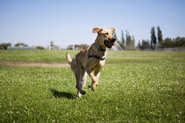 Dog running at grassy field on sunny day - CAVF00173