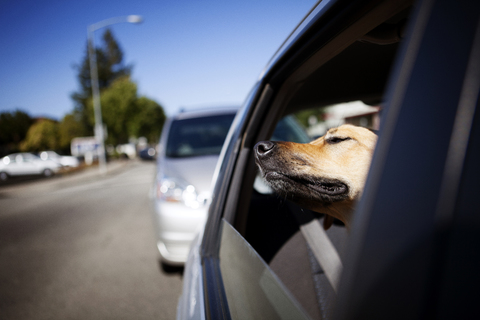 Hund entspannt im Auto an einem sonnigen Tag, lizenzfreies Stockfoto