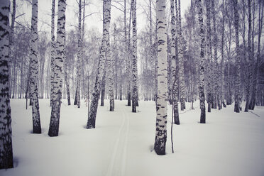 Bare trees in snow covered forest - CAVF00565