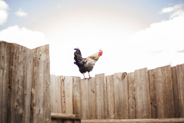 Rooster perching on wooden fence against sky - CAVF00568