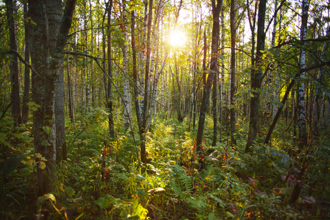 Die Sonne scheint durch die Bäume im Wald, lizenzfreies Stockfoto