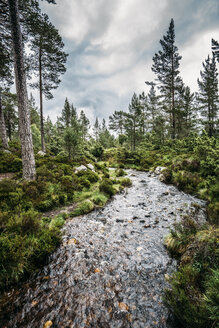 Ruhiger Herbstbach zwischen Bäumen in abgelegenen Wäldern, Loch an Eilein, Schottland - CAIF04744